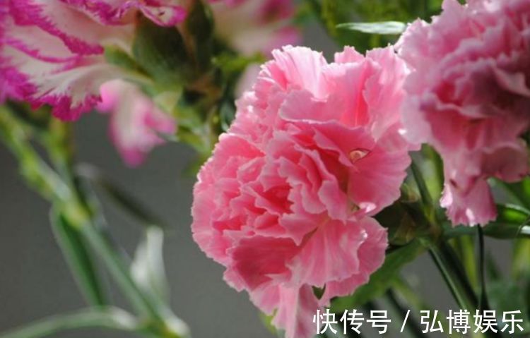 木槿|4种花是花中“大美女”，开花美长势旺，黄绿交辉，内敛美