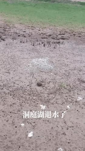 实拍洞庭湖退水后的滩涂,大鱼被人捡走,挑剩的小鱼在淤泥里等死