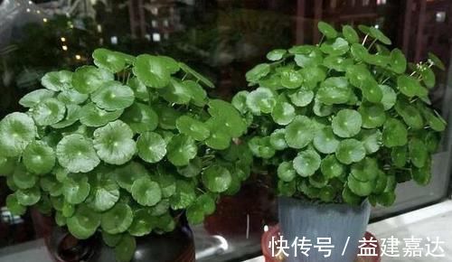 养分|养4种植物得会修剪，越舍得下狠手，植株就长得越旺开花越多