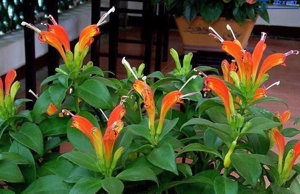 家中“光照不足”，就养5种花，一盆比一盆茂盛漂亮，花美叶也美