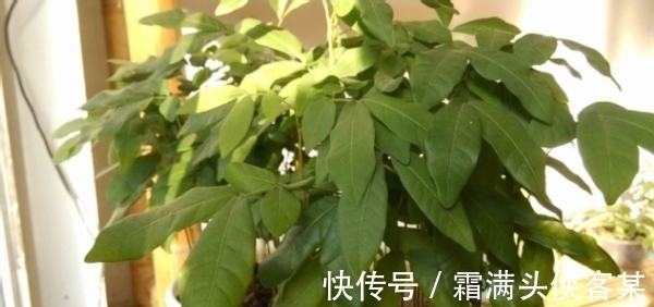 日常养花该准备什么肥?自制这3样就不错,肥效温和、材料易得