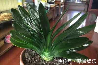 君子兰,即将“休眠期”,注意3个养护技巧,才能绿油油花苞多!