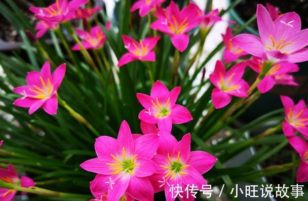 新手养花,不如养盆花中精品“大乔”,花艳绝伦,绝色双乔