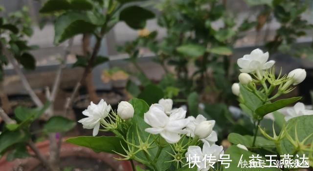 土壤|养茉莉花,做好“2点”,浇水跟上,四季不断长,开花就爆盆