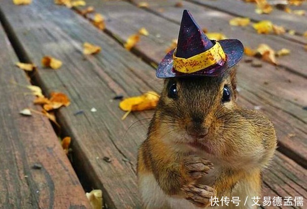 朱元璋|自古以来，十二属相最高成就都有哪些人？原来这一属相的人最厉害