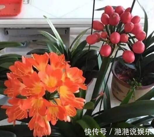 新芽|8月给君子兰换盆要谨慎，“3个方面”要留意，天冷猛开花，长新叶