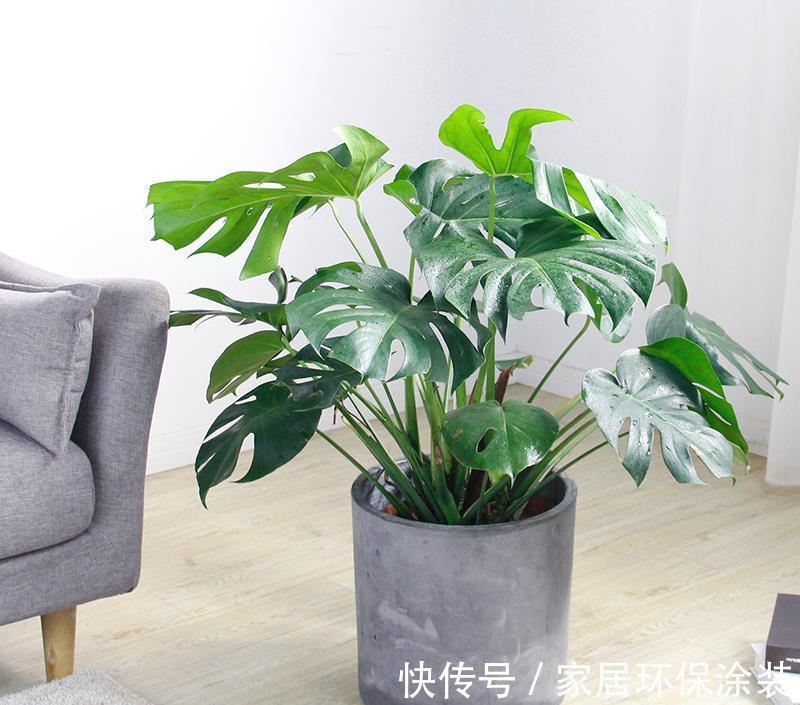 叶片|龟背竹有3个喜好,满足它,叶片更肥大,油绿发亮美观大气