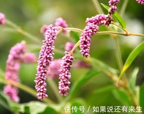 红蓼花!成束之美!难得一见!