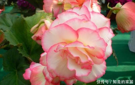 美过|其貌不扬,长得比土豆还丑的根块,却开出美过牡丹、月季的花朵