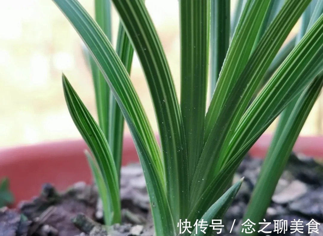 梅雨季节|梅雨季节室外养兰花,如何有效避免烂根?这个技巧值得收藏