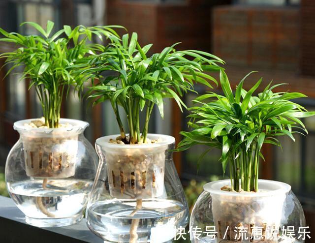 植物|家里养这些植物，有害气体一天天减少，家人更健康了
