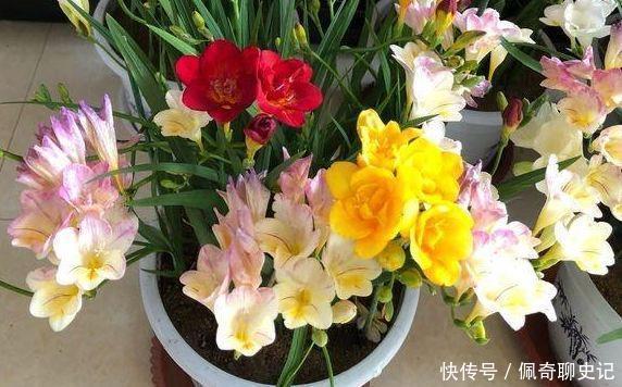 4种花是花中劳模，阳台变成小花园，家里充满色彩