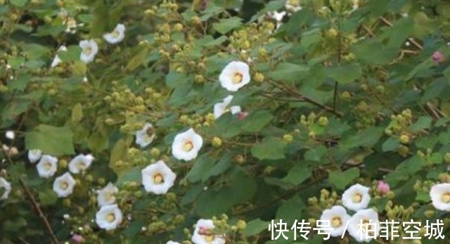 它被称为“千面美人妖精花”,价值珍贵,不容小觑