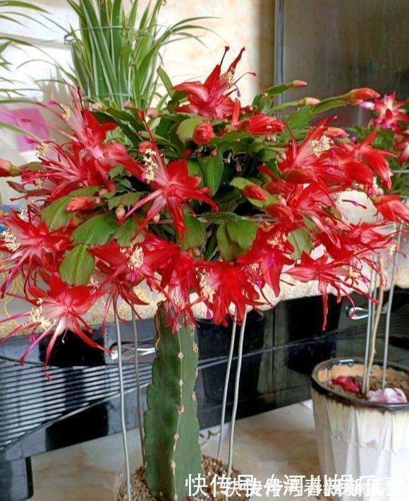 路上遇这“三种花”马上挖回家,遇水易疯长,古代大户人家最爱养