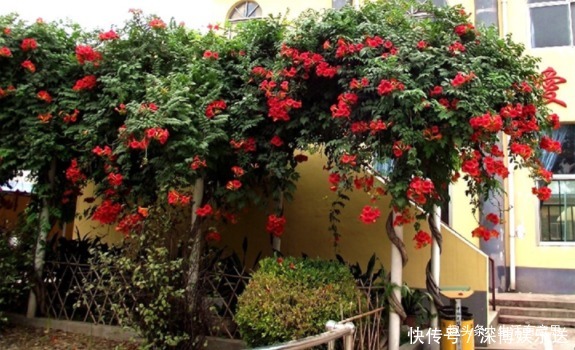 全国|此花,一天不''打'',上房揭瓦!全国能种,沾土救活,教你养护方法