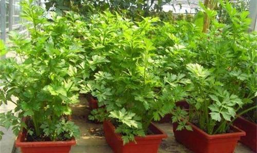 盆栽芹菜劈着吃 越劈长得越多 种一盆能吃1年 快资讯
