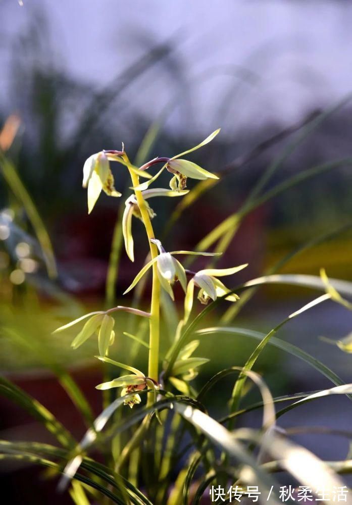 复合肥|兰花可以用复合肥吗？季节、方法、种类，这3者缺一不可