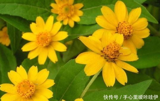 皇帝菊不好养抓住它的“小辫子”,花开上百朵,一开就是270天