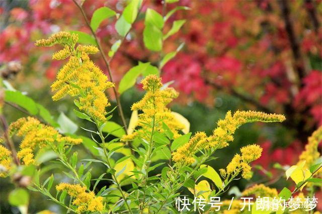 外来物种入侵济南!“加拿大一枝黄花”现身平阴河边