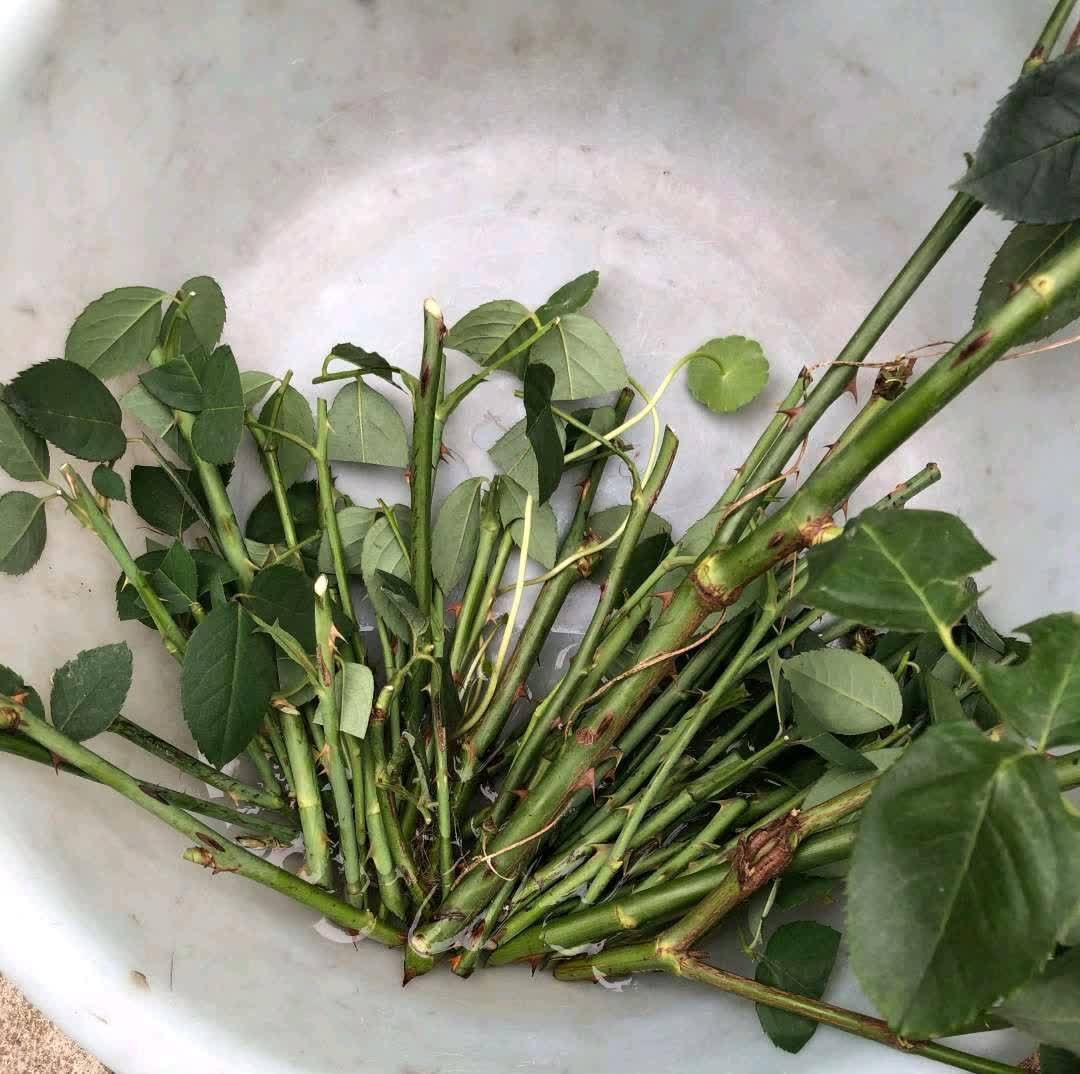 春天,这八种花剪个枝插土里就活,养养就开花,错过就要等明年了