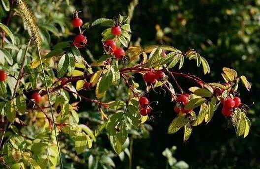 八月瓜|农村野果大全，儿时常吃的味道，吃过15种以上没多少人！