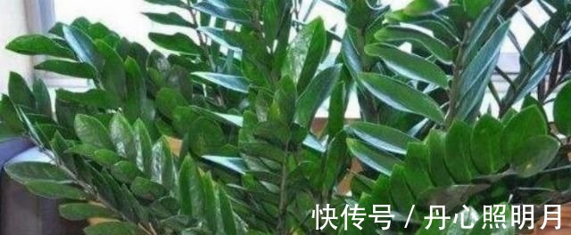 鹅掌柴|有钱人都养4种花，招财纳福带好运,净化空气，还有助于睡眠