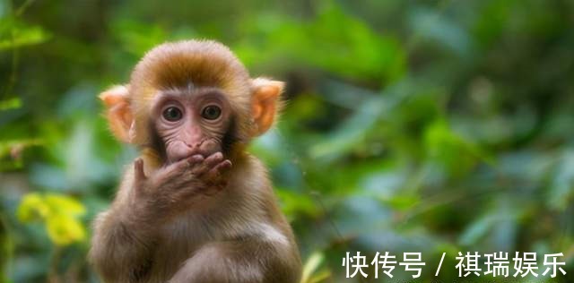 属相|生孩子要看属相4个属相的孩子有优势,孩子比同龄人更聪明