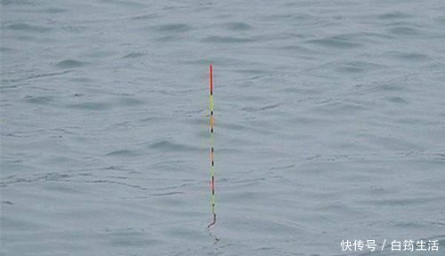 钓友|钓鱼狠招数:看懂浮漂动作再提竿,这些漂相中鱼率最高!