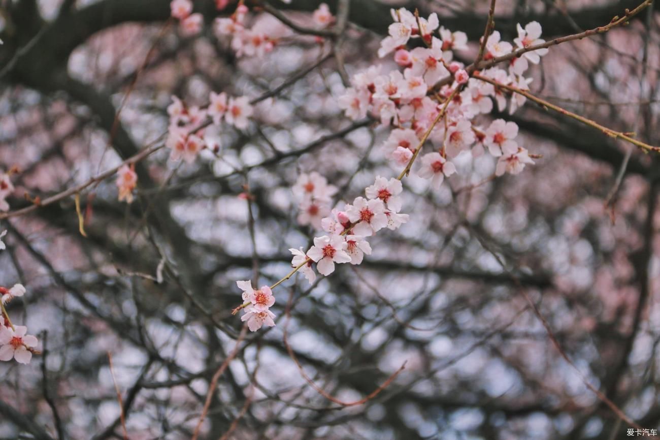 林芝可期——重逢林芝