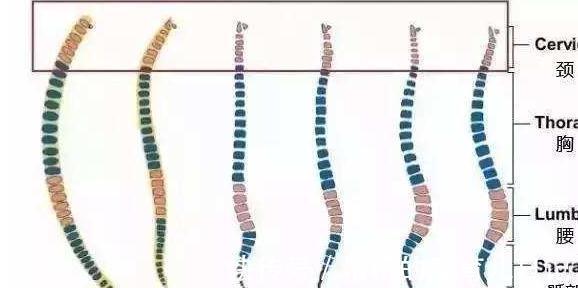 枕头|“妈妈,我该用枕头啦”,宝宝发出这几个信号,家长该买枕头了