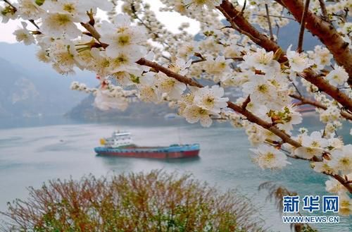 春暖峡江 山花烂漫