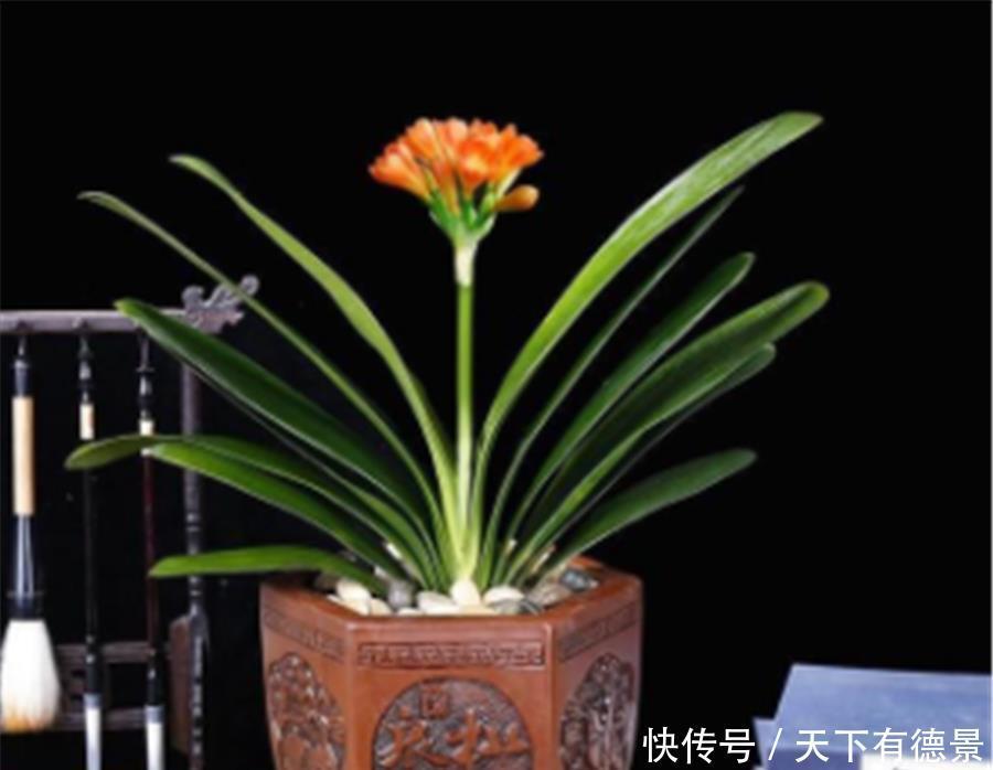 叶子|如何让君子兰叶片整齐光亮?1个基础,3种肥料,叶子比花美