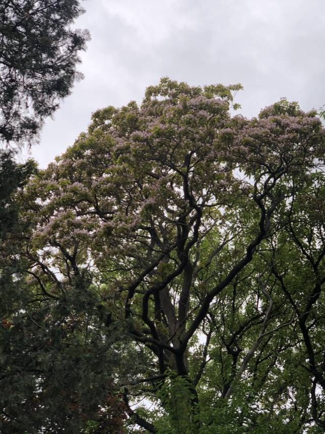 “五月飘雪”醉华严