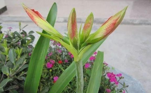 朱顶红光长叶子不开花，做好6点，轻松开爆盆！