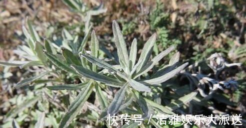 小野草|1种野草称“牛不吃”，对“青春痘”有奇效，如今50一斤也难买