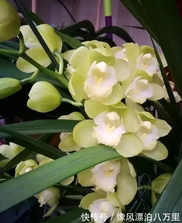 花姿|6种兰花爱开花，一开就变成“花瀑布”，太美了！