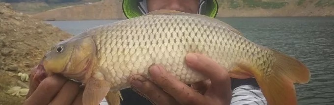 钓了半辈子鲤鱼,现在才明白,只要有这“锦囊”,天再热照样狂拔