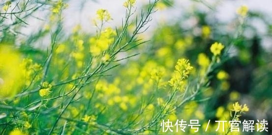 月老|7天后，桃花朵朵，争奇斗艳，月老送喜，天赐姻缘，一定会幸福