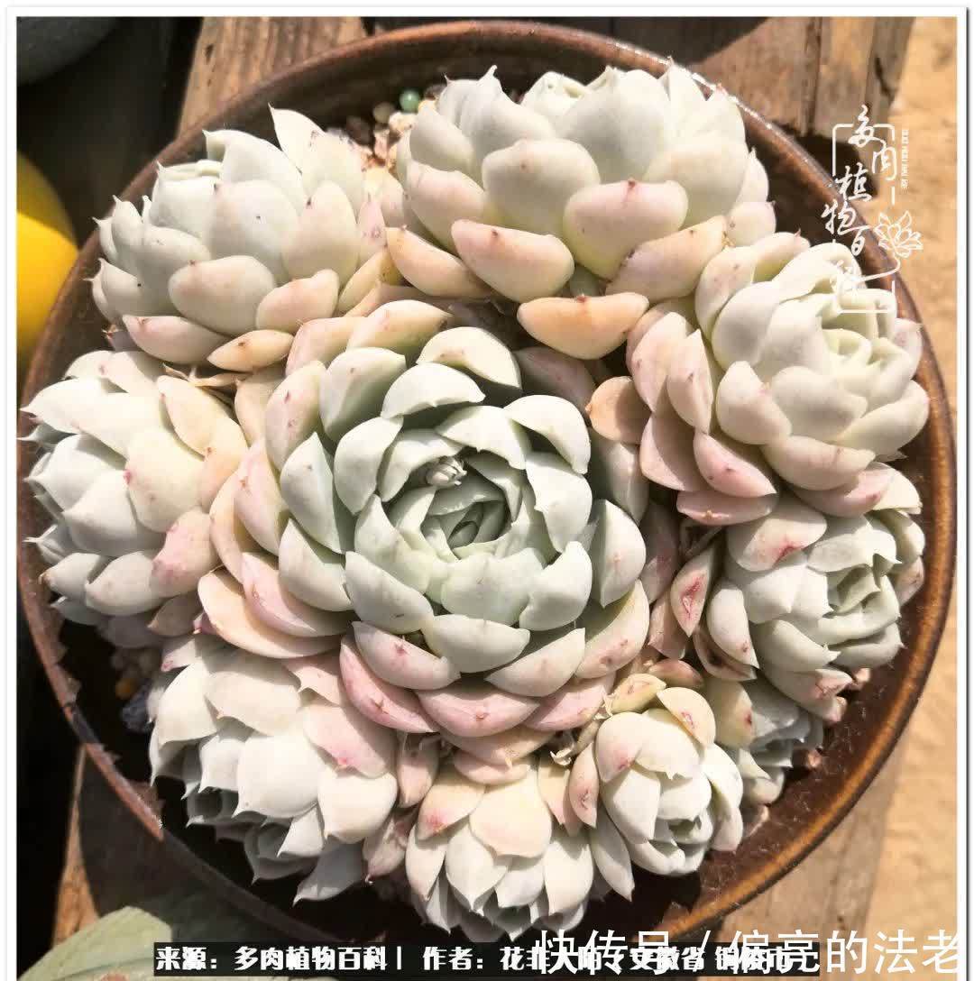 感恩遇见,感谢有你——多肉