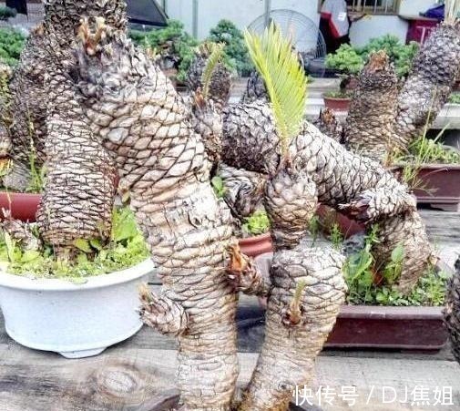 小天地|叔叔养了1盆“光杆树”,邻居都笑他傻,2年后看到一脸羡慕!