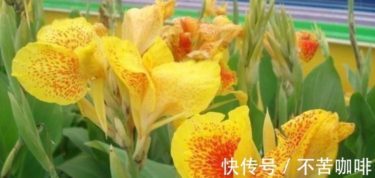 文学作品|几种花卉，花开繁盛花香怡人，花朵粉嫩丰腴，绚丽夺目