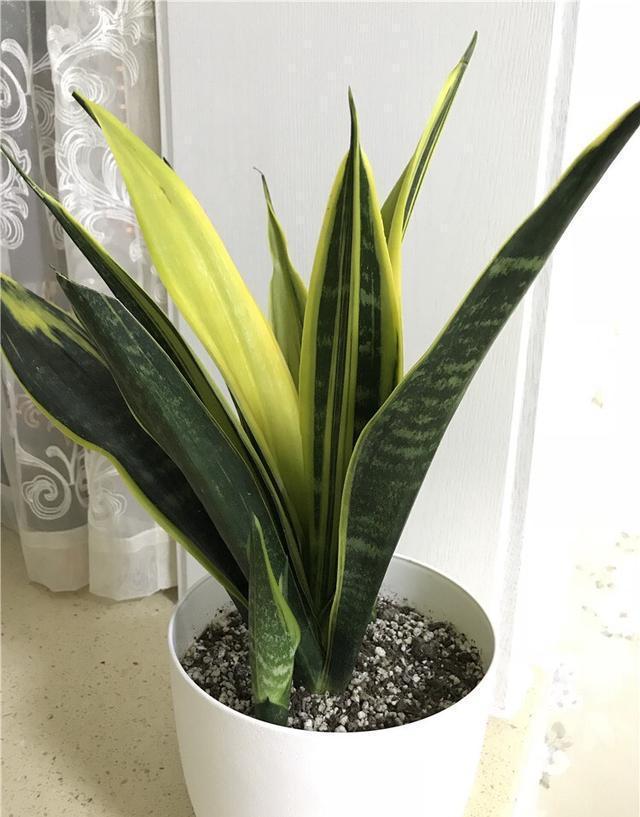 秋天养虎皮兰,盆里放一点它,叶肥厚苍翠,侧芽多,越长越旺盛