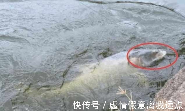 男子放假去钓鱼,朋友钓9条,他只钓一条,回家剖开鱼肚乐坏了