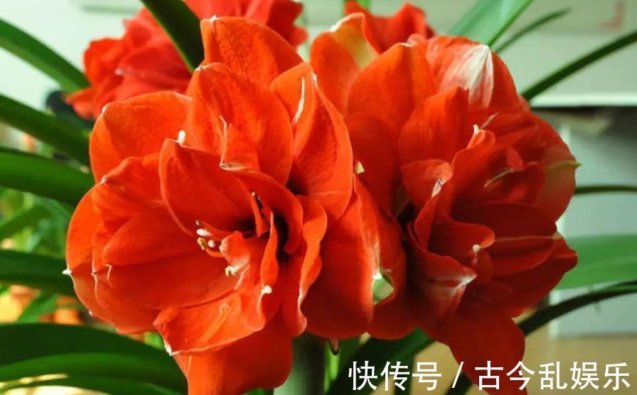 国庆之前，5种花养一盆正当时，枝繁叶茂，冬春早开花