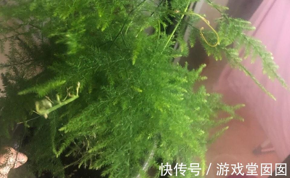 文竹不是竹,却有竹的气节,室内盆栽多注意3点,长得枝叶繁茂