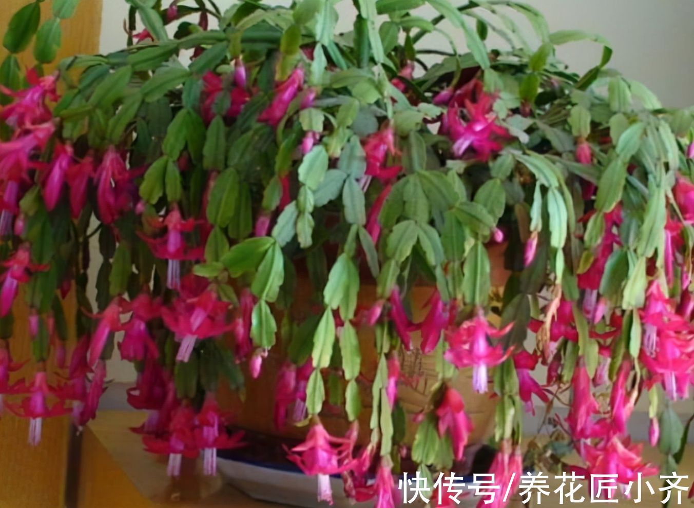 修剪|家中养着5种花,入冬赶紧剪一下,不仅容易过冬,而且来年花量大