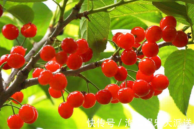 水果|更年期女性遇上三伏天，多吃3种水果，补心益气滋补身体