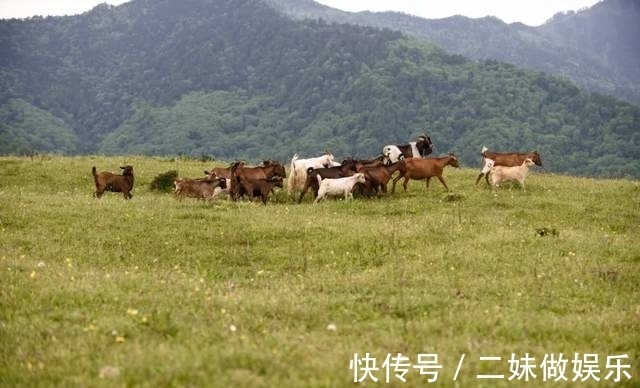 甘海子|「云中牧场」行走高山草甸 坐看浮云翻腾