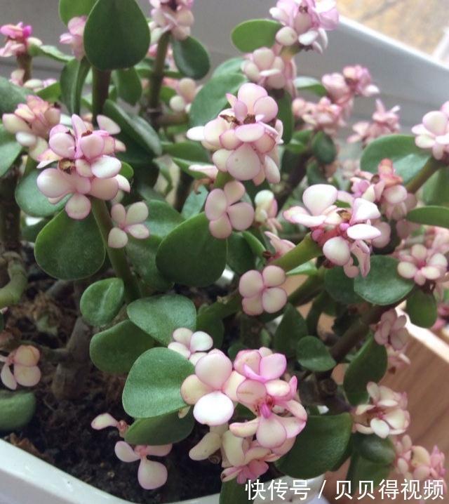 金枝玉叶的叶子总是哗哗的掉,因它这6怕,要注意避免