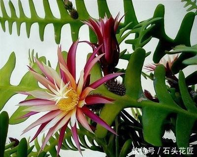 鱼骨|此5种植物，叶子“奇特”又漂亮，养在家里大气、又好看